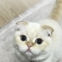 Ücretsiz pofidik scottish fold yuva arıyoruz fotoğraf