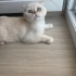 Ücretsiz pofidik scottish fold yuva arıyoruz fotoğraf