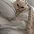 Ücretsiz pofidik scottish fold yuva arıyoruz fotoğraf