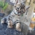 Tatlı tekir bebek fotoğraf