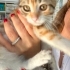 Çerez bebek ömürlük yuvasını arıyor fotoğraf