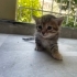 Tekir yavru erkek fotoğraf