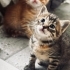 Tekir yavru erkek fotoğraf