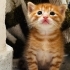 Sarman erkek yavru kedi fotoğraf