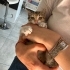Çerez bebek ömürlük yuvasını arıyor fotoğraf
