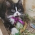 3 AYLIK SİMBA YUVA ARIYOR fotoğraf