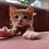 Minik Sarman Yuva Arıyor fotoğraf