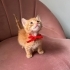 Minik Sarman Erkek fotoğraf