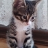 Çok acil geçici kalıcı yuva fotoğraf