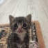 Çok acil geçici kalıcı yuva fotoğraf