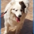 Acil yuva arıyorum fotoğraf