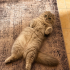 Yakışıklı oğlan scottish fold longhair fotoğraf