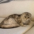 Yakışıklı oğlan scottish fold longhair fotoğraf