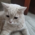 Bal oğlan yuva bekliyor fotoğraf