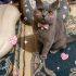 Ücretsiz sahiplenme British kedi acil geçici veya ömürlük yuva fotoğraf