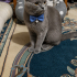 Ücretsiz sahiplenme British kedi acil geçici veya ömürlük yuva fotoğraf