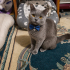 Ücretsiz sahiplenme British kedi acil geçici veya ömürlük yuva fotoğraf