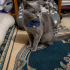 Ücretsiz sahiplenme British kedi acil geçici veya ömürlük yuva fotoğraf