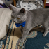 Ücretsiz sahiplenme British kedi acil geçici veya ömürlük yuva fotoğraf