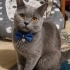 Ücretsiz sahiplenme British kedi acil geçici veya ömürlük yuva fotoğraf