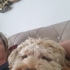 Ücretsiz sahiplenme fotoğraf