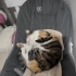 Sevgi yumağı Zuzu fotoğraf