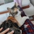 Sevgi yumağı Zuzu fotoğraf