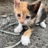 NARİN ÖMÜRLÜK YUVA ARIYOR fotoğraf