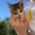 Annesi terk etmiş yavru kedi fotoğraf