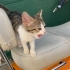 Annesi terk etmiş yavru kedi fotoğraf