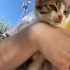 Annesi terk etmiş yavru kedi fotoğraf