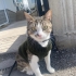 Uysal kedi müslüm çipi var fotoğraf