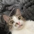 Uysal kedi müslüm çipi var fotoğraf