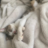 Uysal kedi müslüm çipi var fotoğraf