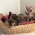 Minicik tekir bebişlere yuva arıyoruz fotoğraf