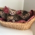 Minicik tekir bebişlere yuva arıyoruz fotoğraf