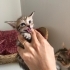 Minicik tekir bebişlere yuva arıyoruz fotoğraf