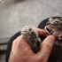 İş yerinde beslediğimiz minik yavrumuz fotoğraf