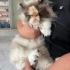 Yumak yuva arıyor fotoğraf