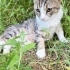 Çimen Göz Sokak Oğlumuza Yuva (Arka Ayağında Engel Var) fotoğraf