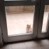 Turunç evini çok özlüyor fotoğraf