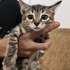 Veteriner öğrencisinden, temiz kedi fotoğraf
