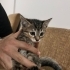 Veteriner öğrencisinden, temiz kedi fotoğraf