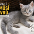 Pamuk gibi gri yavru kediye sıcak yuva fotoğraf