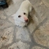 Onun hayat dostu olun fotoğraf