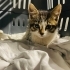 Ela bebek yuva arıyor fotoğraf