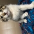 Ela bebek yuva arıyor fotoğraf