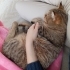 Çetom yuva arıyor 🥰 fotoğraf