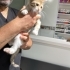 Şans kedisi calico Çerez bebek ömürlük yuvasını arıyor fotoğraf