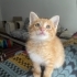 Acil Ankara yuva fotoğraf
